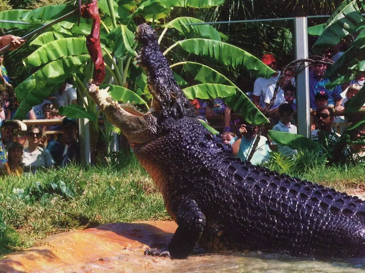 Crocodiles Rescued in Vadodara Floods