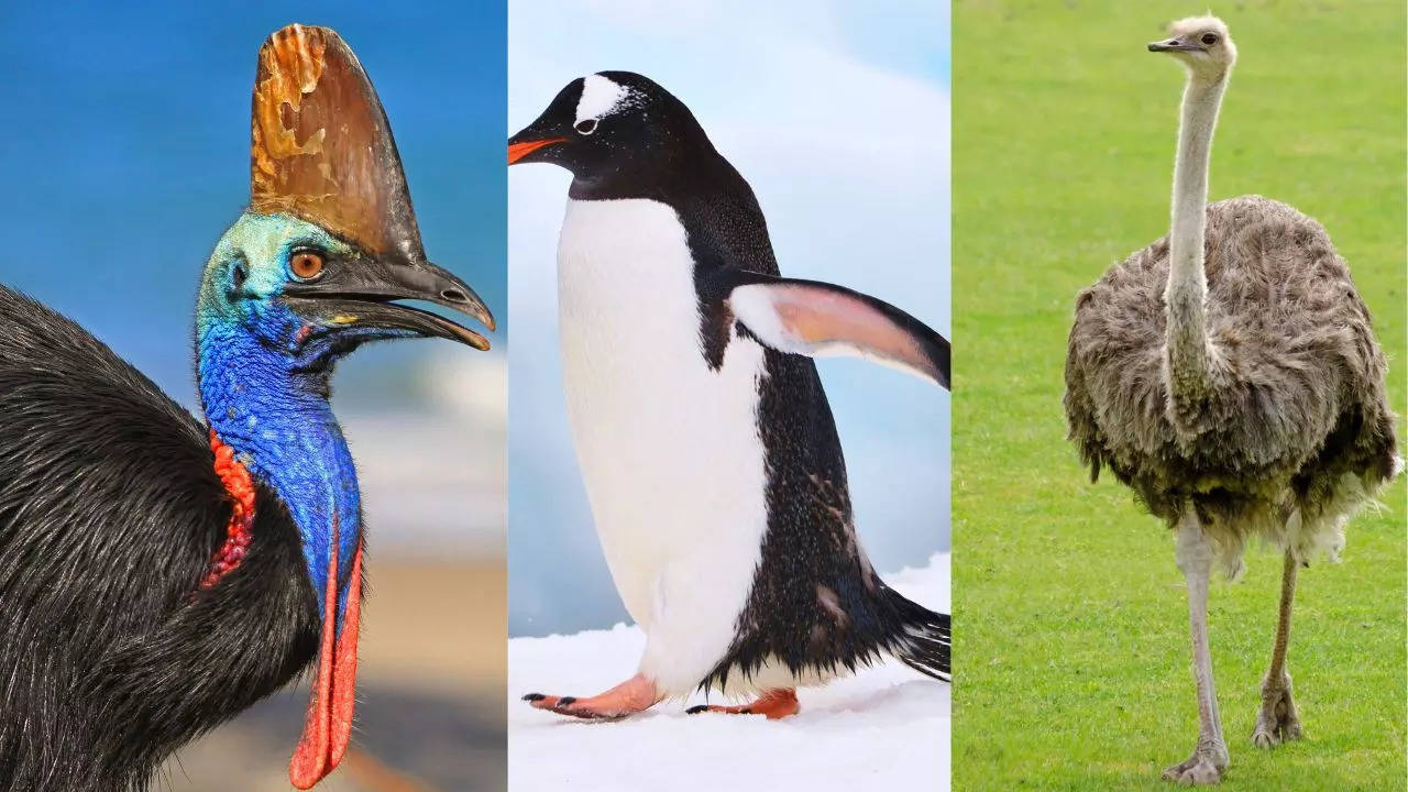 8 birds that have wings but can't fly