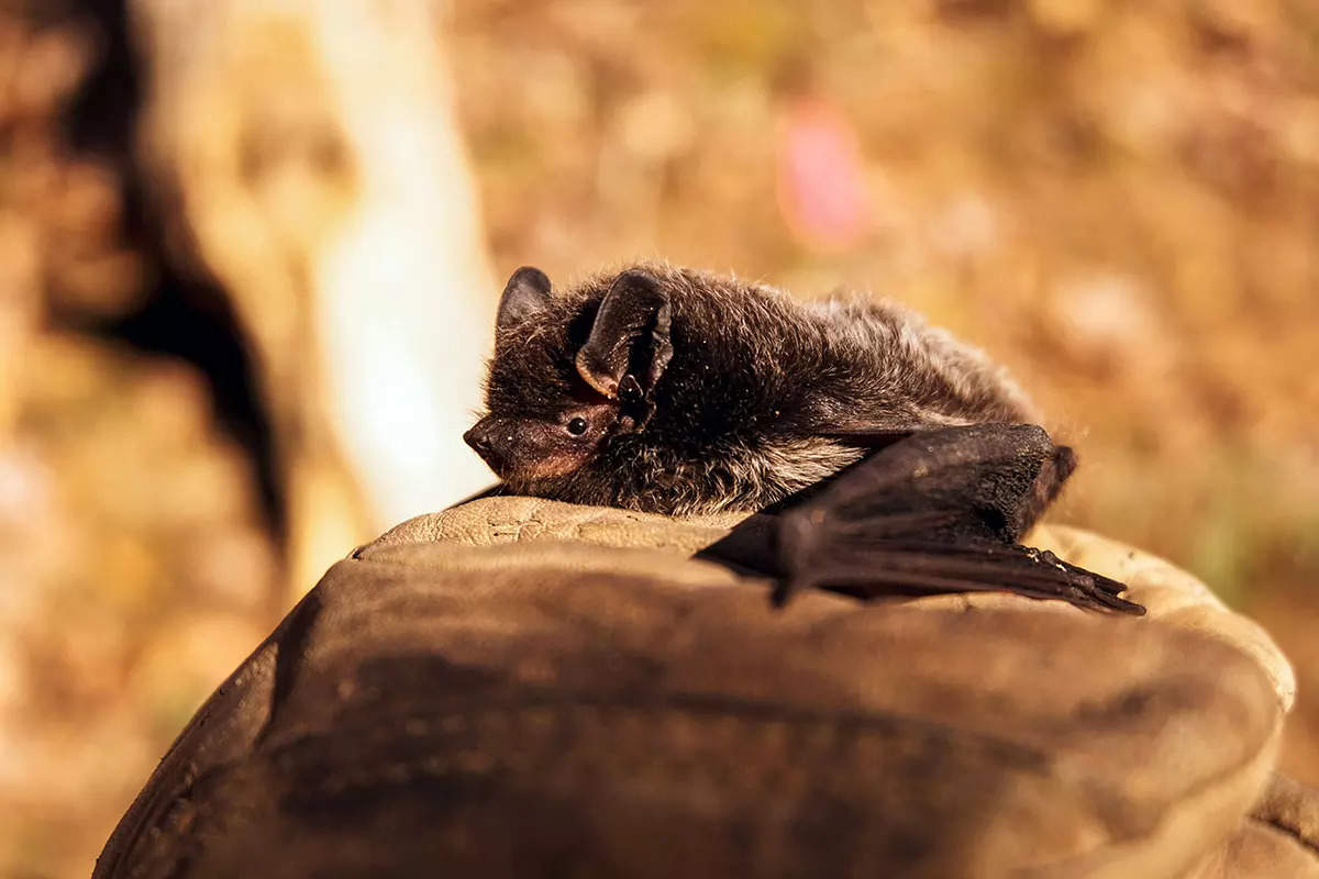 ​Unveiling the mysterious world of night-dwelling bats with fascinating secrets you didn’t know​