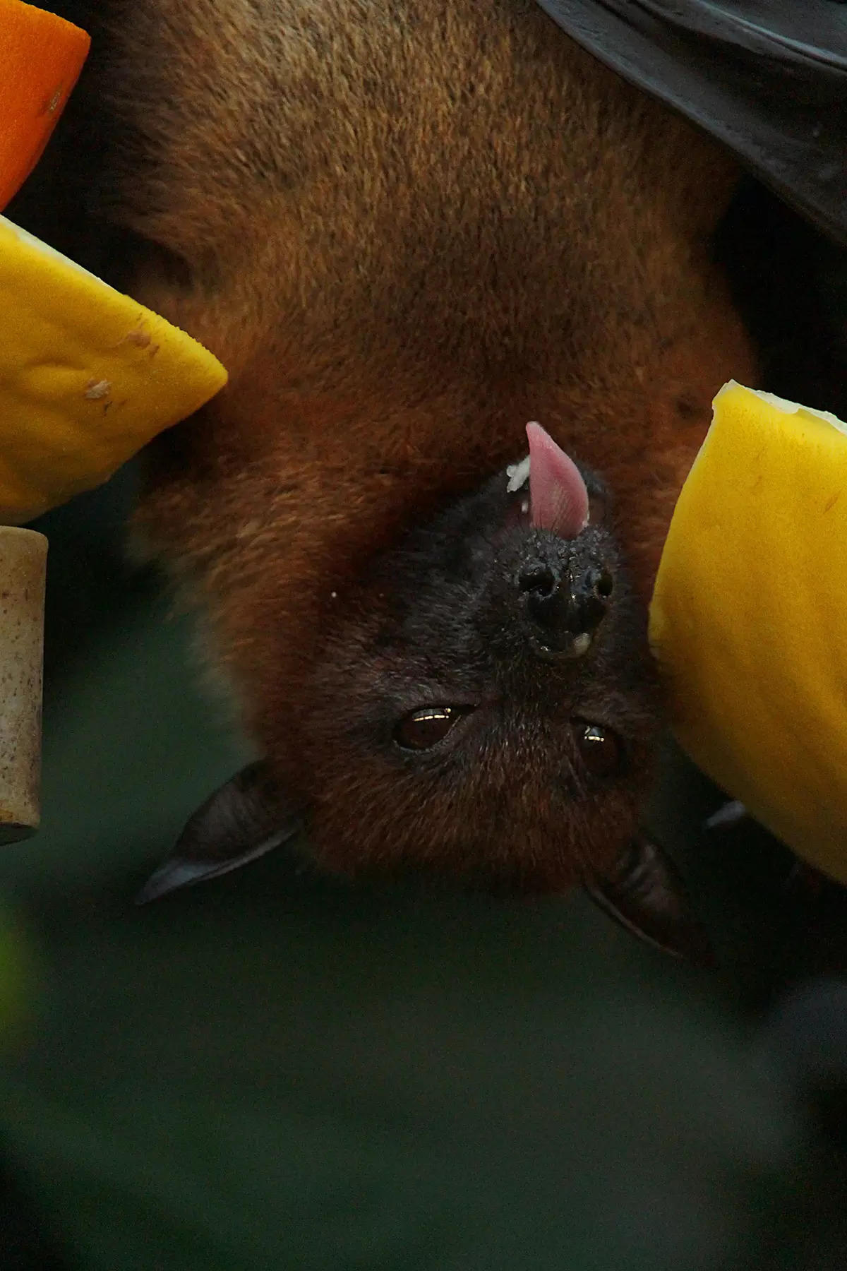 ​Unveiling the mysterious world of night-dwelling bats with fascinating secrets you didn’t know​