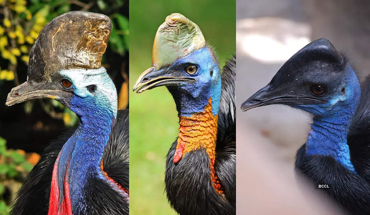 ​Captivating insights you need to learn about the formidable cassowary​