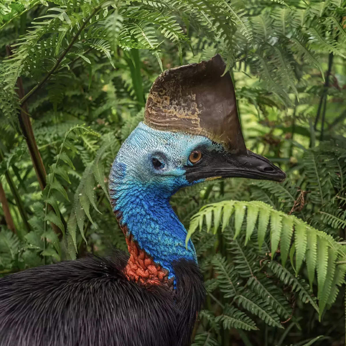 ​Captivating insights you need to learn about the formidable cassowary​