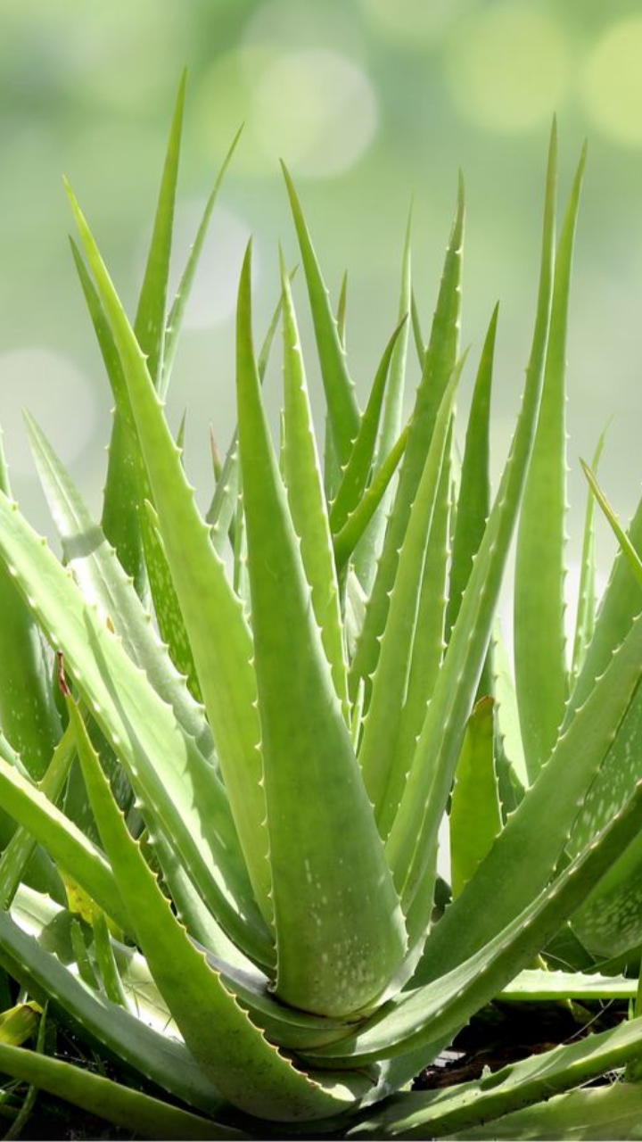 How to extract, store, and apply fresh Aloe Vera to aid hair growth | Times  of India