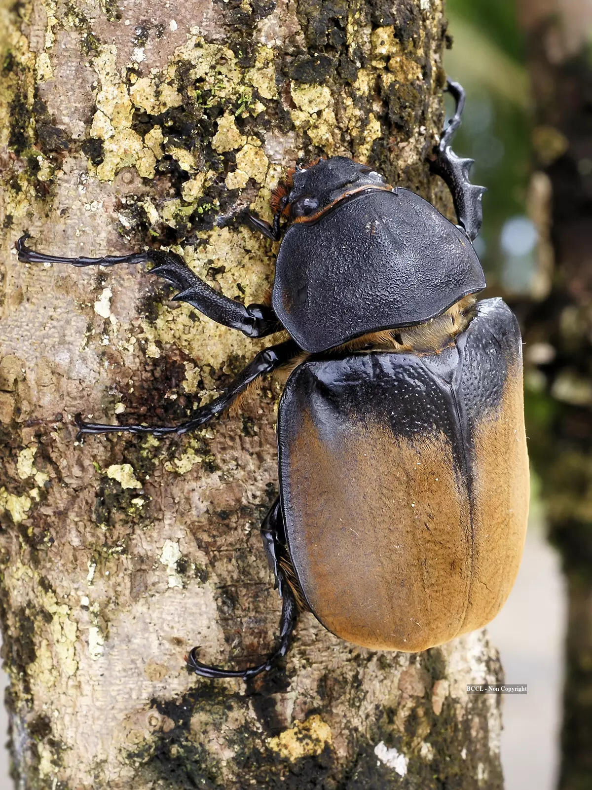 Borous Insect 9 of the most rare and uniquely distinctive insects in the world - The ...