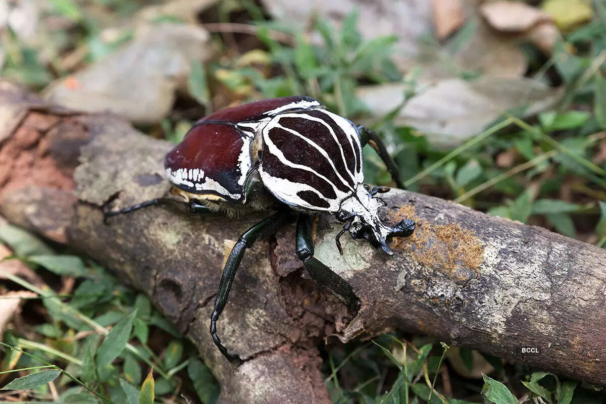 9 of the most rare and uniquely distinctive insects in the world - The ...