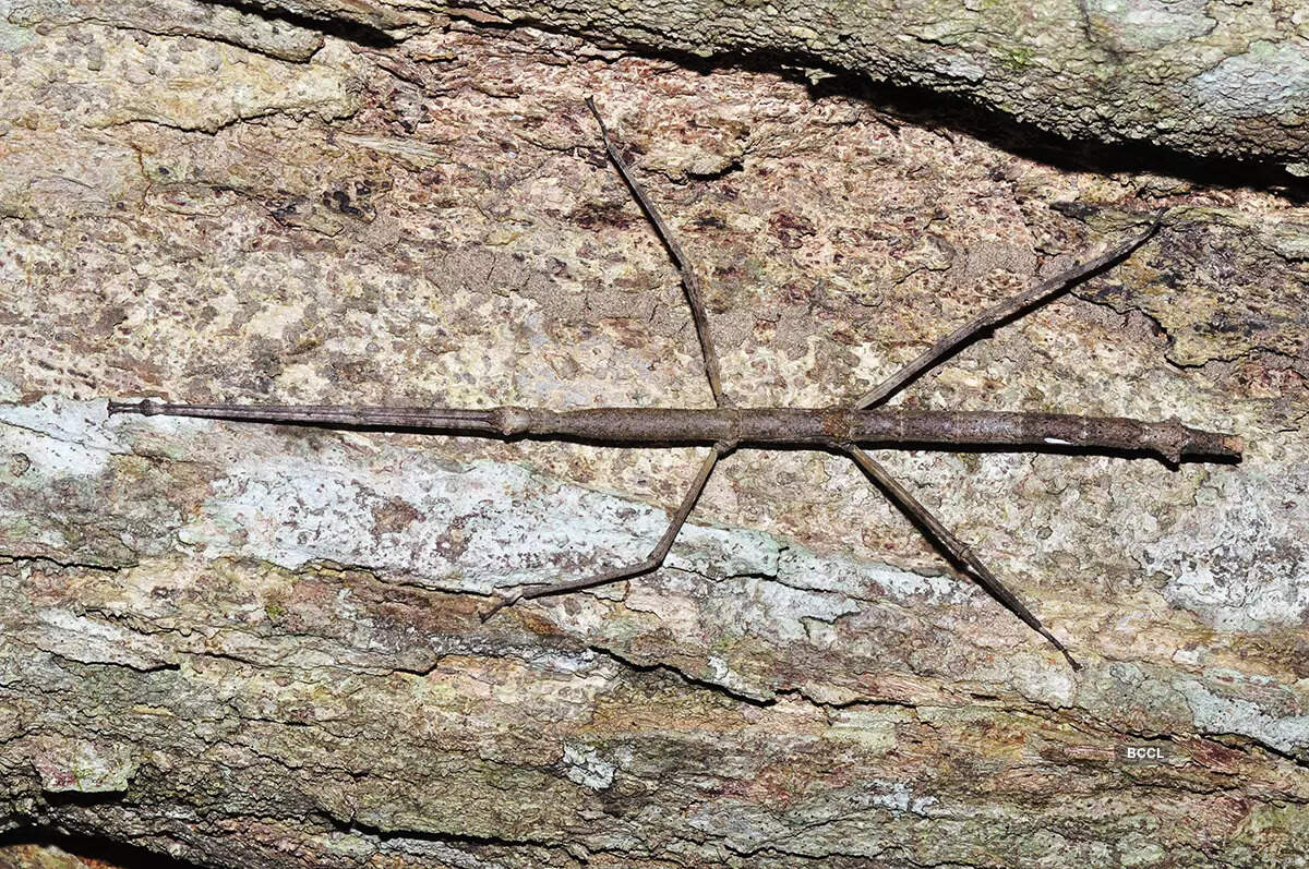 Giant Stick Insect