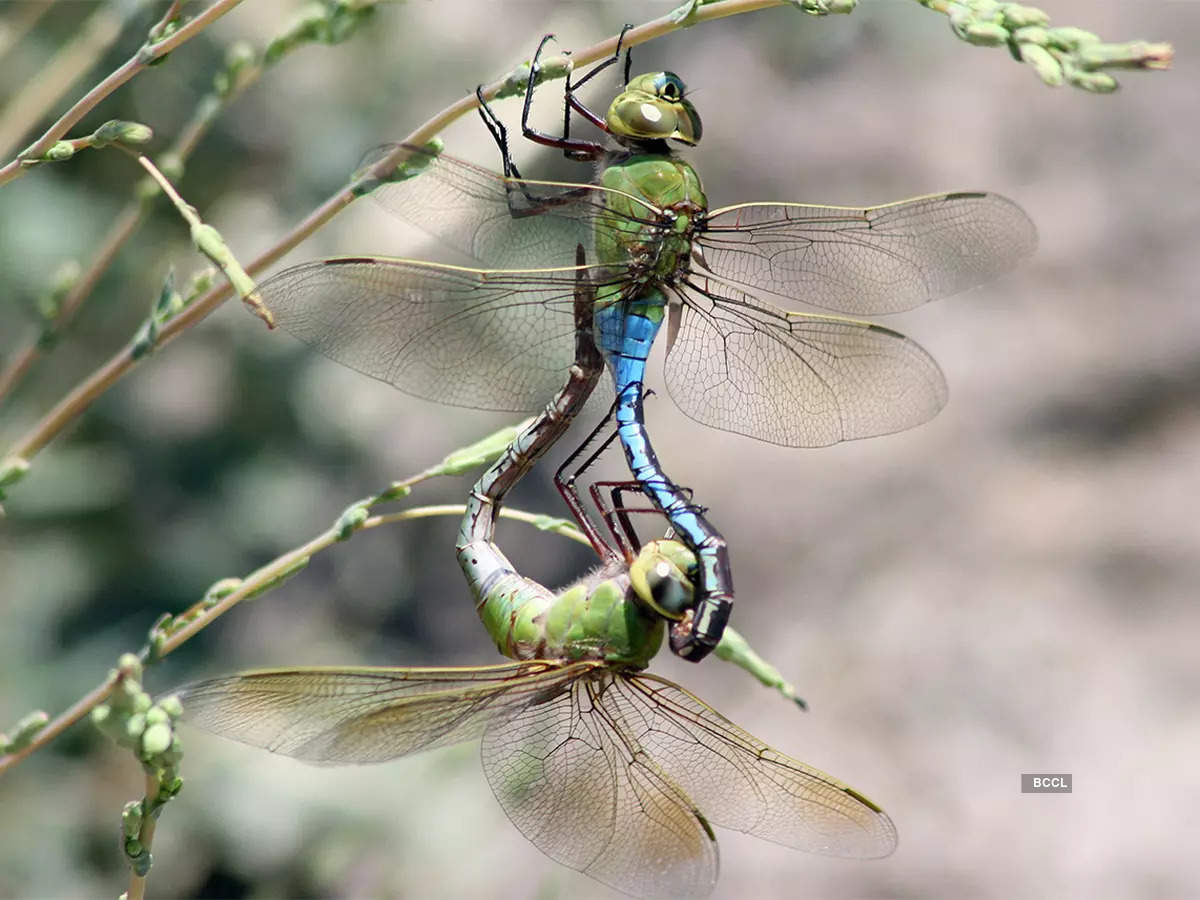 ​9 of the most rare and uniquely distinctive insects in the world​