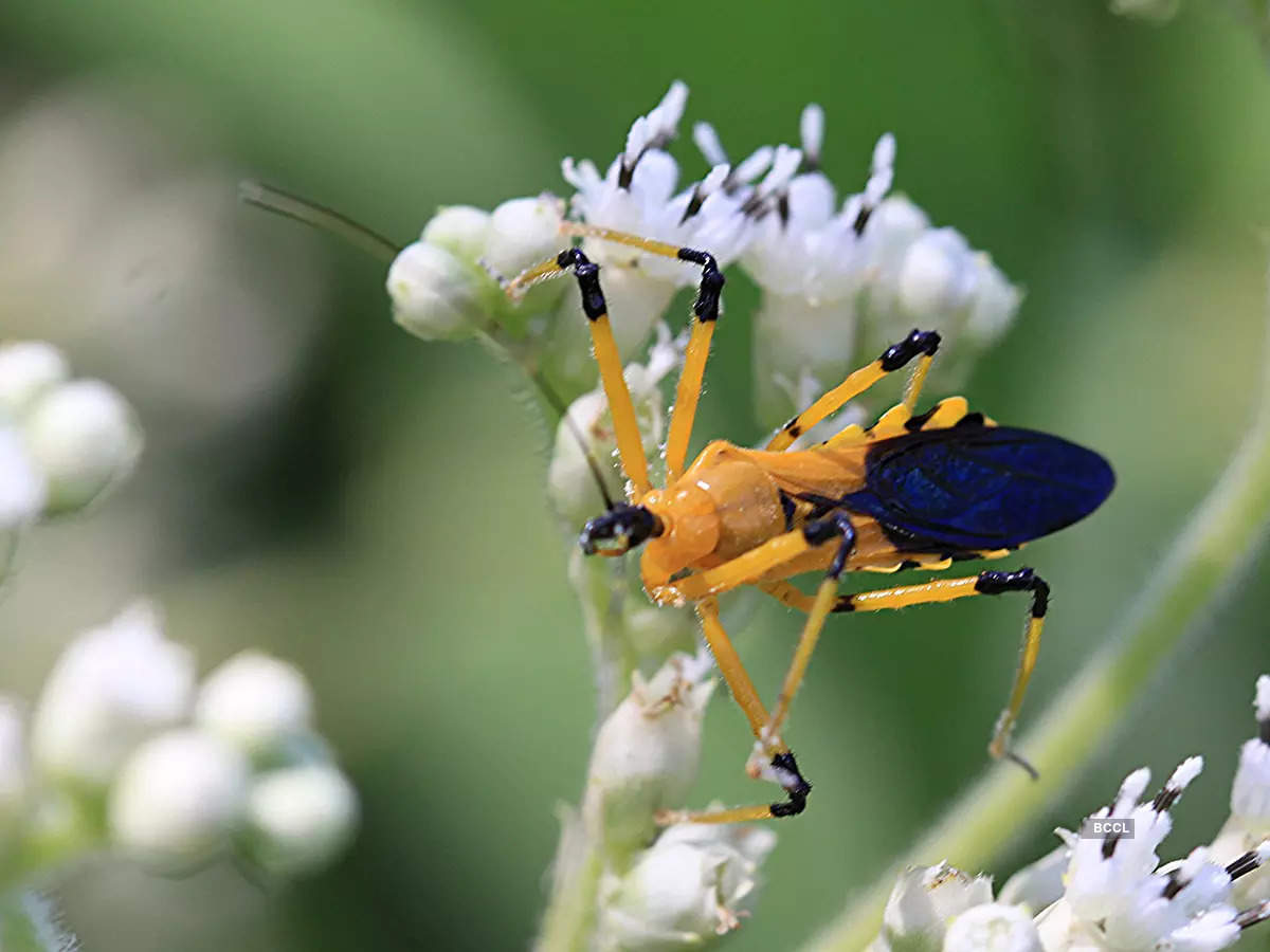 ​9 of the most rare and uniquely distinctive insects in the world​