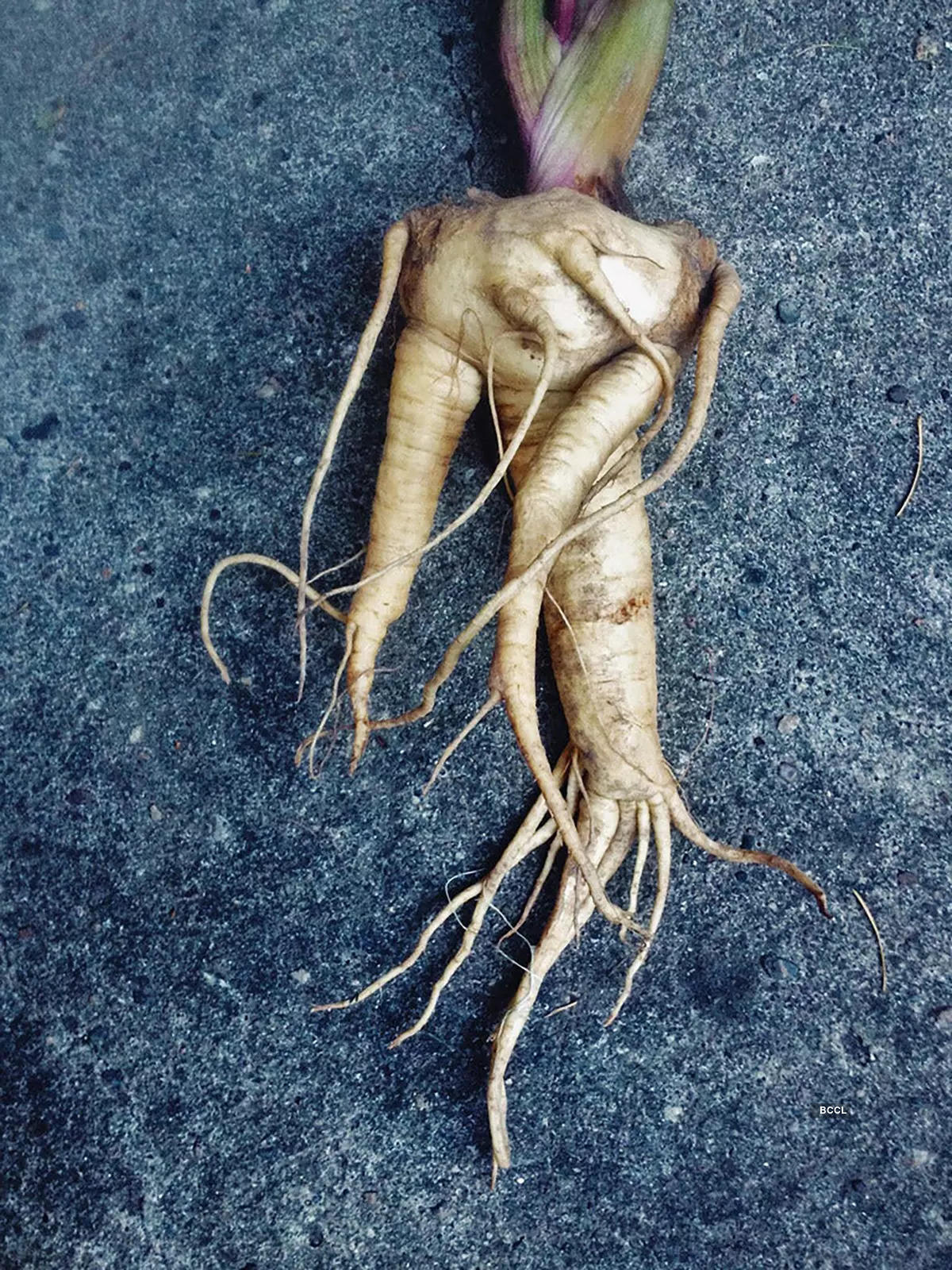 ​​A plant that strangely looks like a human!​​