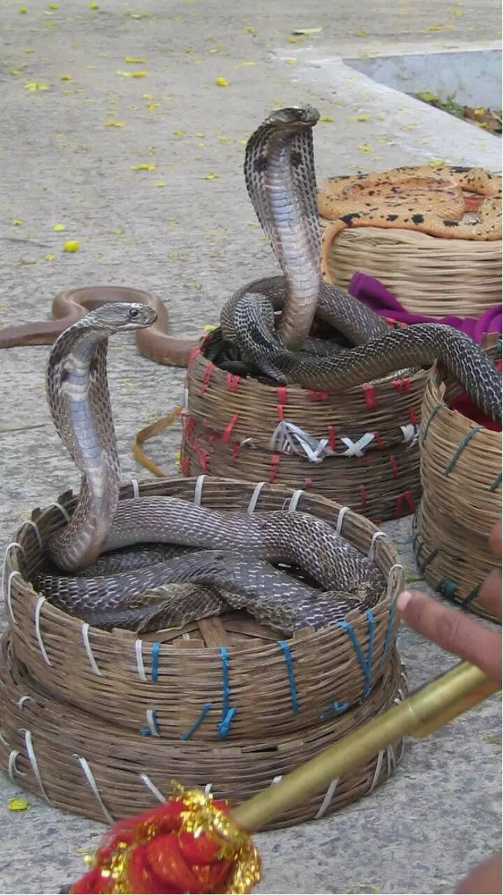How Do Snake Charmers Charm Snakes