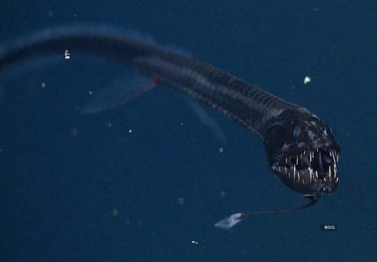 Deep sea creature bears striking resemblance to real-life Venom!​