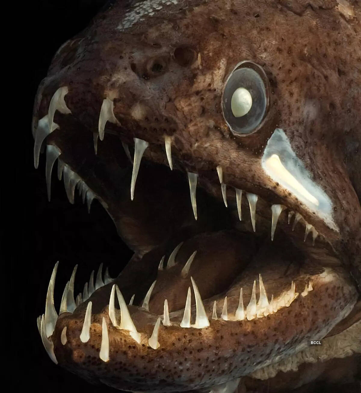 Deep sea creature bears striking resemblance to real-life Venom!​