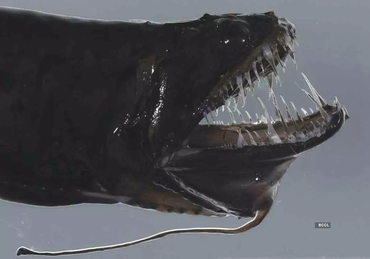 Deep sea creature bears striking resemblance to real-life Venom!​