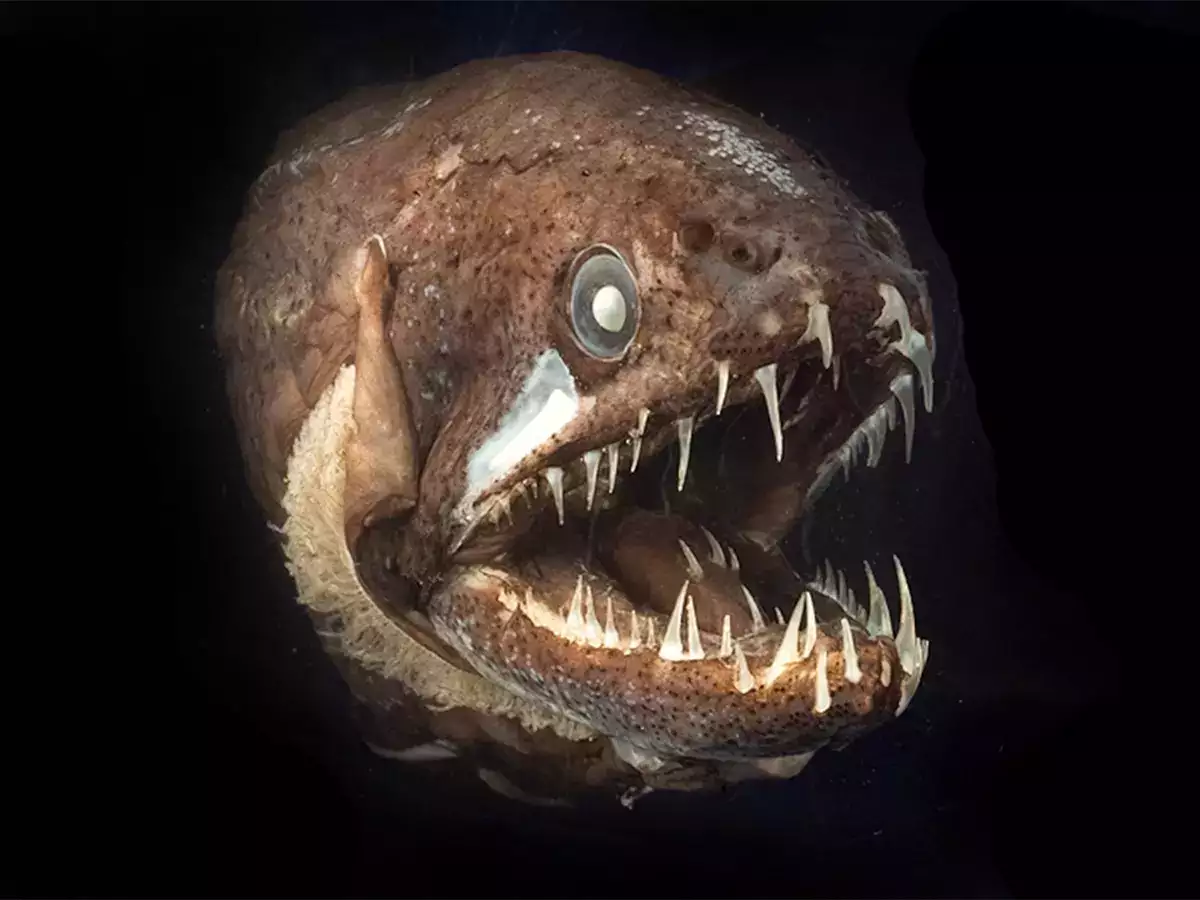 Deep sea creature bears striking resemblance to real-life Venom!​