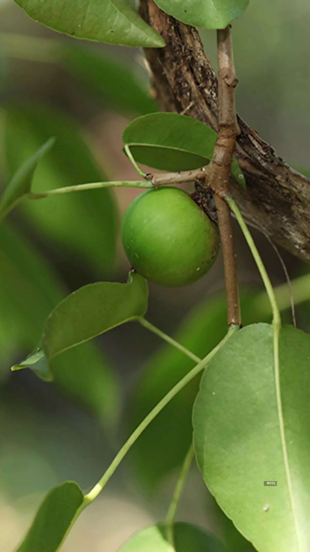 ​World&rsquo;s deadliest tree: Nature&rsquo;s lurking danger!​