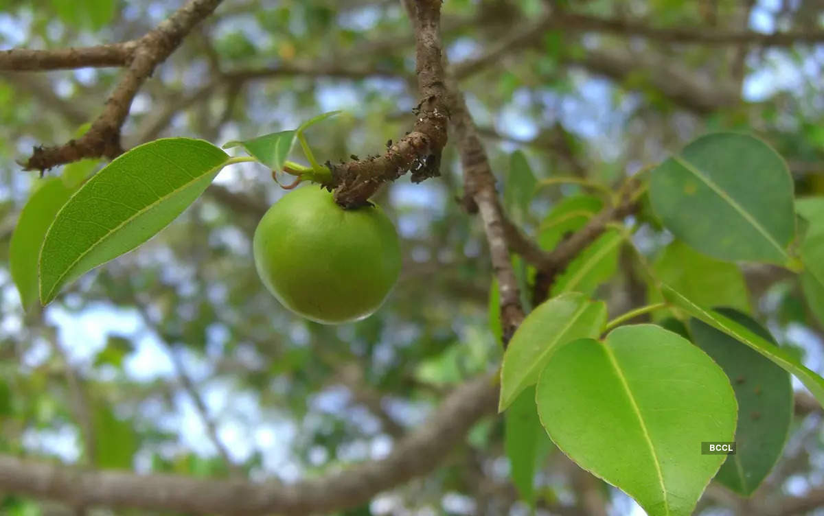 ​World’s deadliest tree: Nature’s lurking danger!​