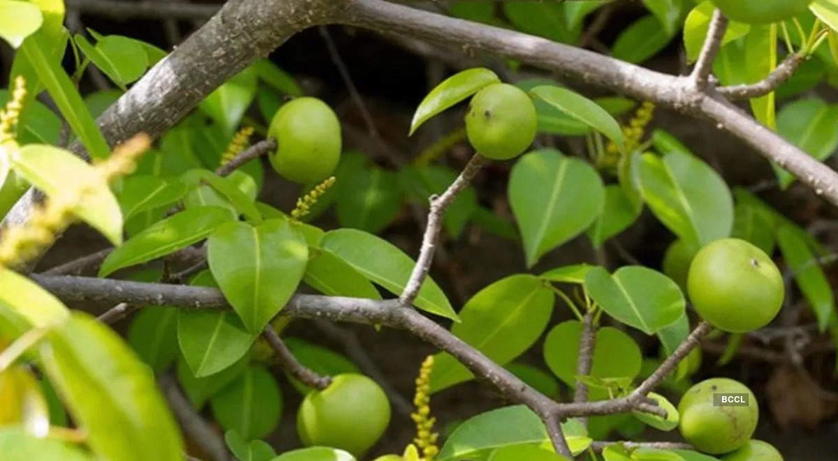 ​World’s deadliest tree: Nature’s lurking danger!​