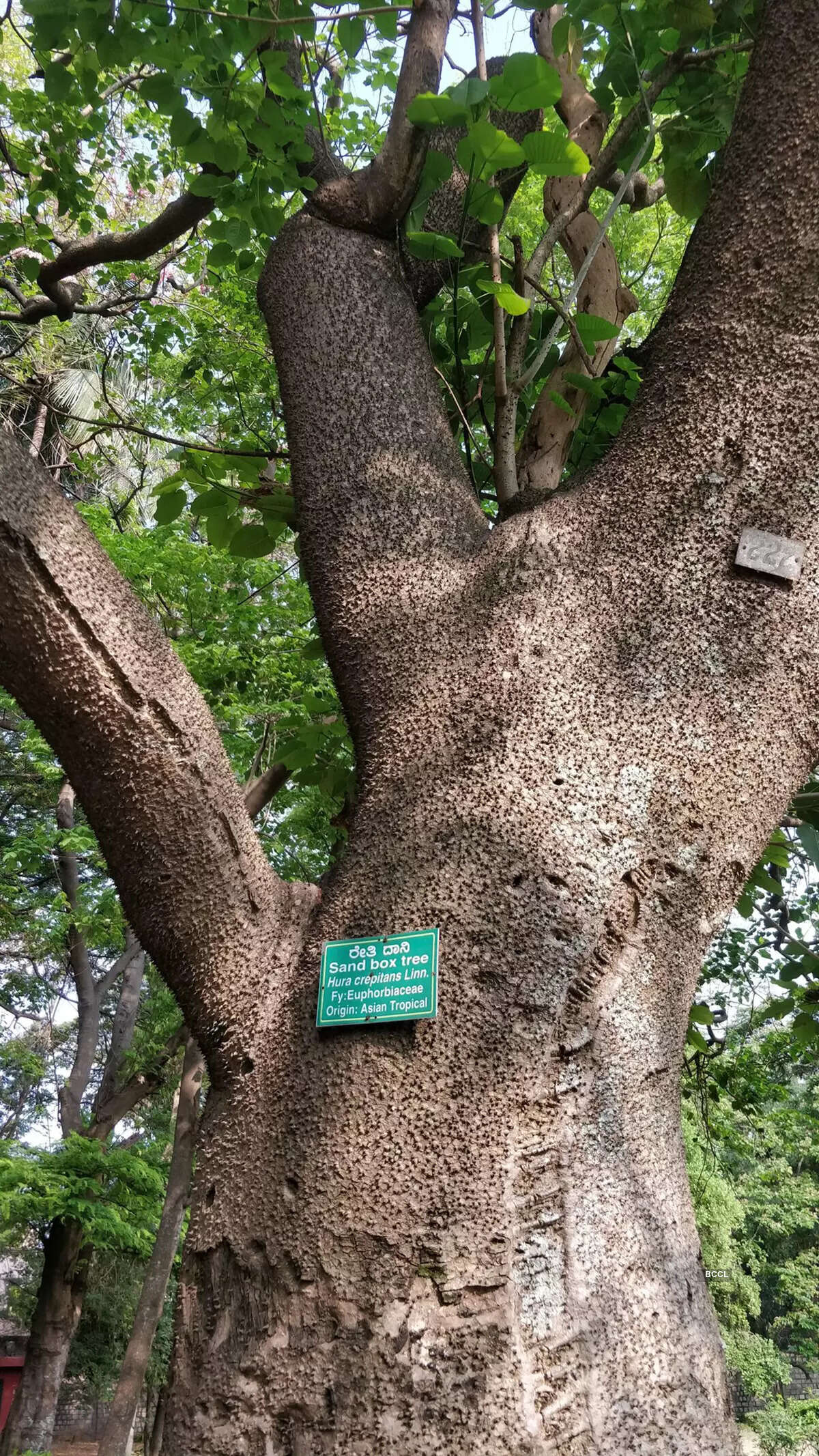 ​Fruit that blasts itself nature&rsquo;s unexpected detonation!​