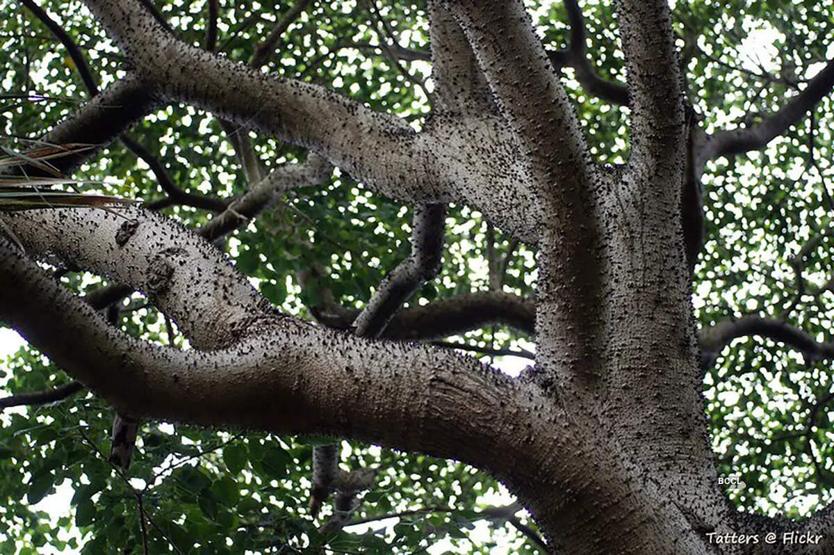 ​Fruit that blasts itself nature&rsquo;s unexpected detonation!​