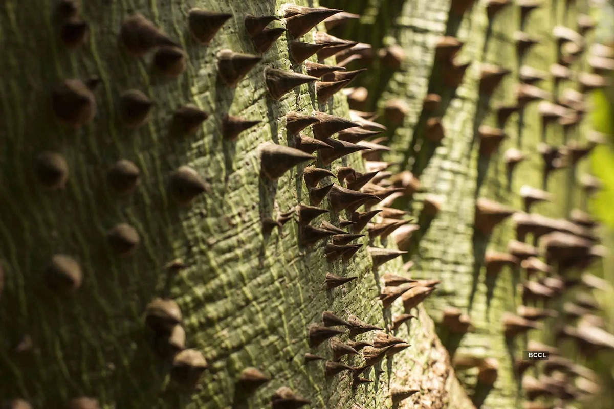 ​Fruit that blasts itself nature’s unexpected detonation!​