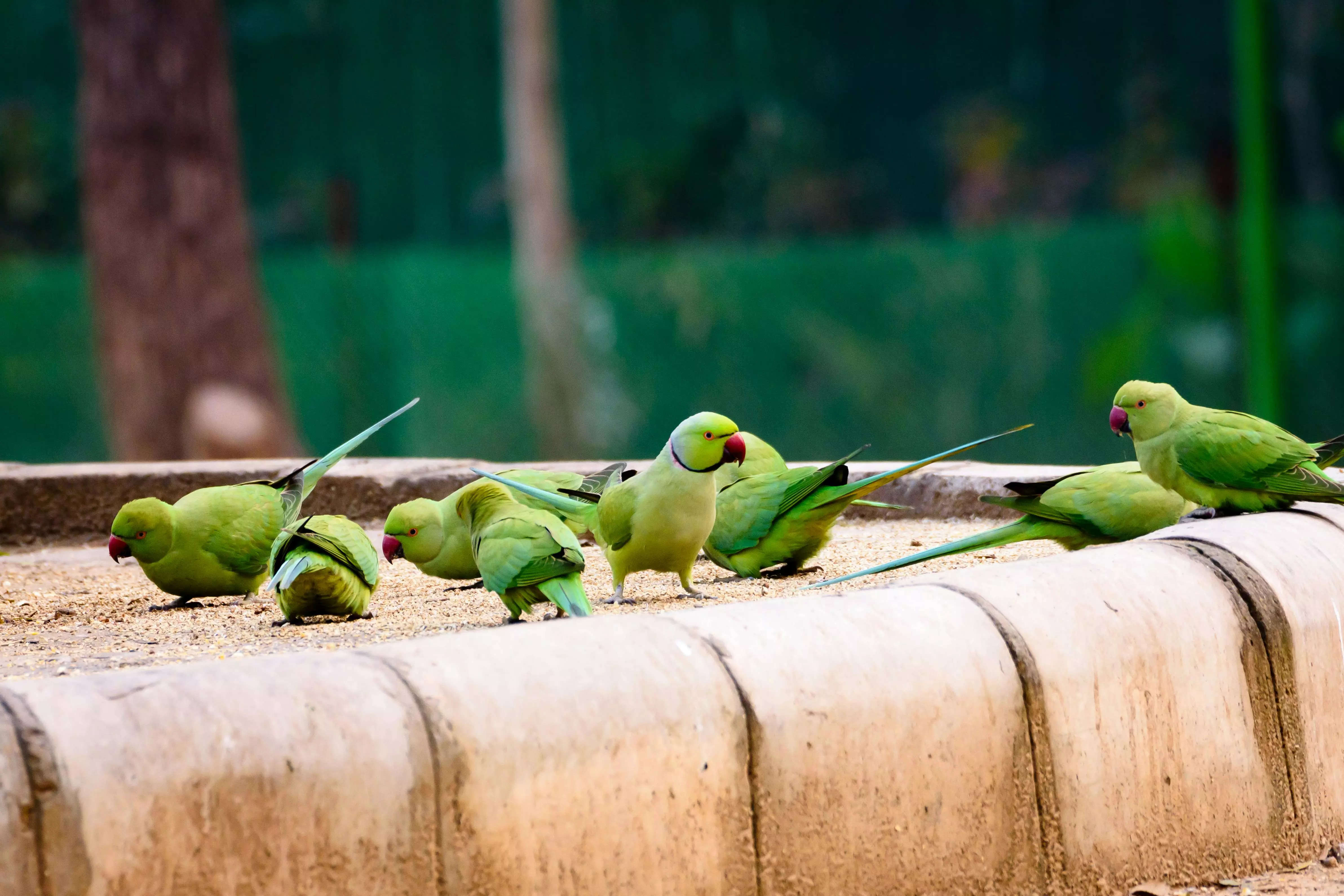 ​How to keep parrots happy as pets​