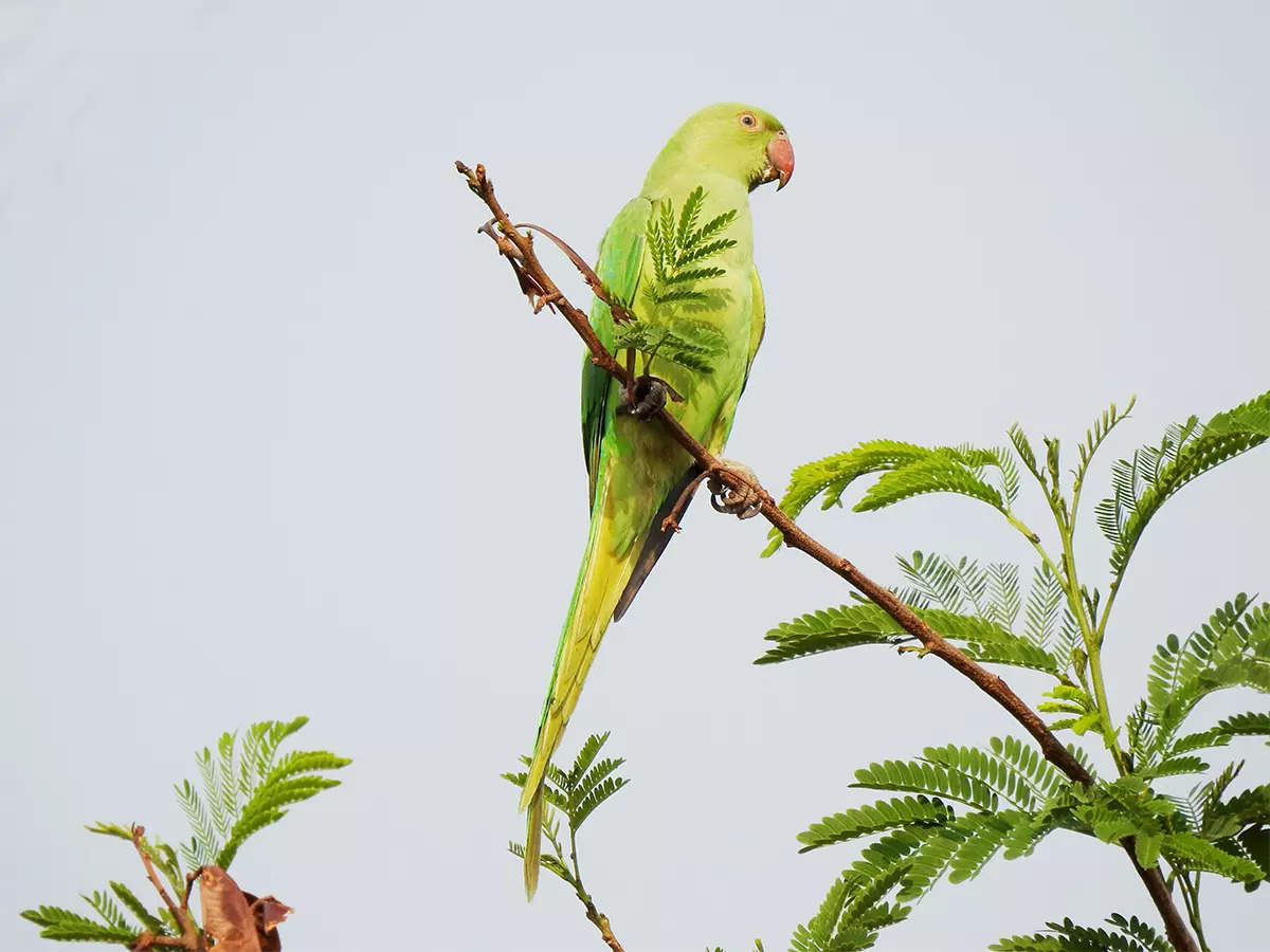 ​How to keep parrots happy as pets​