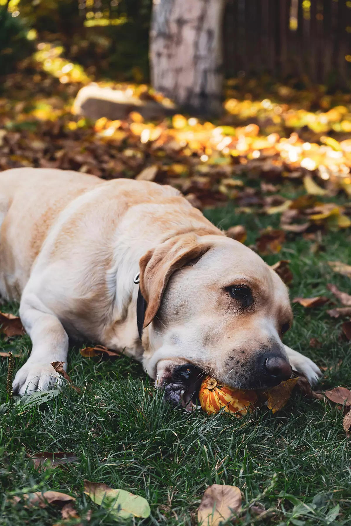 ​Why labradors make great pets and how to care for them properly​