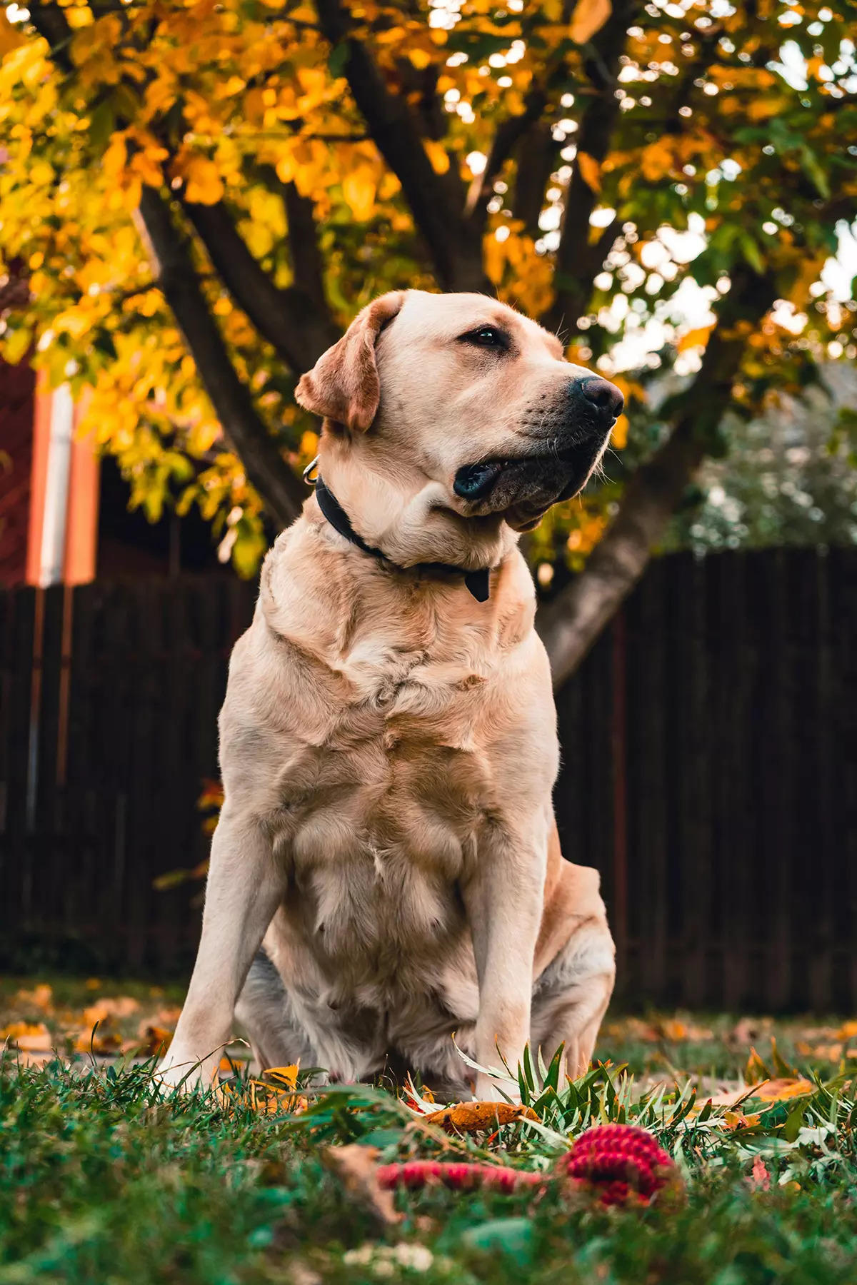 ​Why labradors make great pets and how to care for them properly​