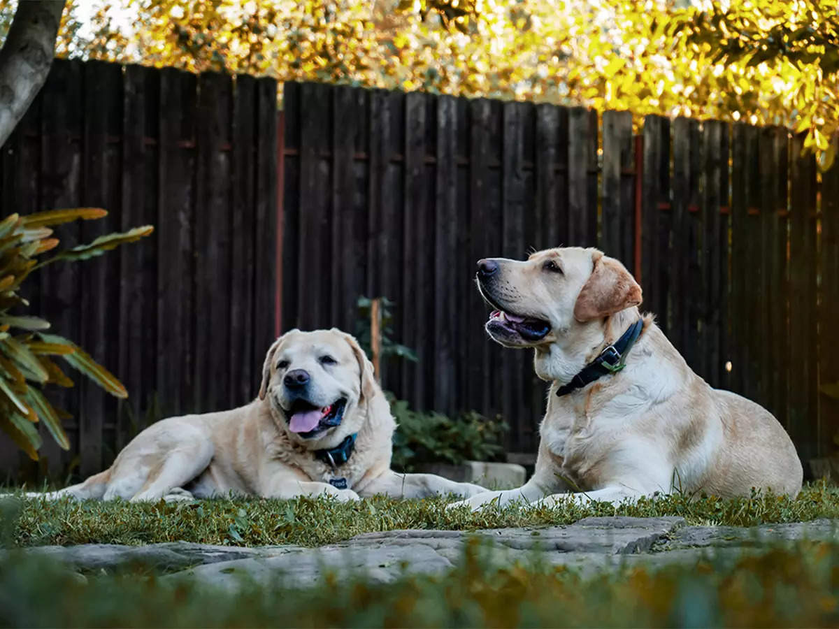 ​Why labradors make great pets and how to care for them properly​