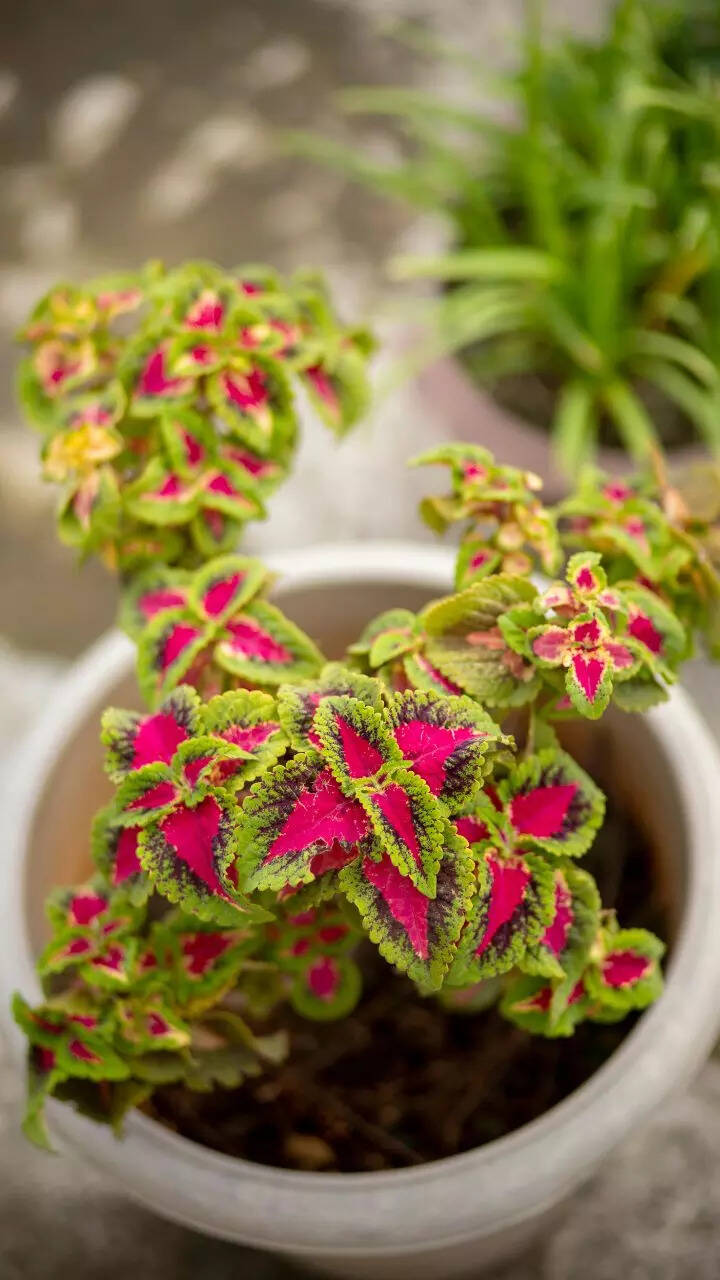10 plants that can be grown without soil (you only need water!) | Times of  India