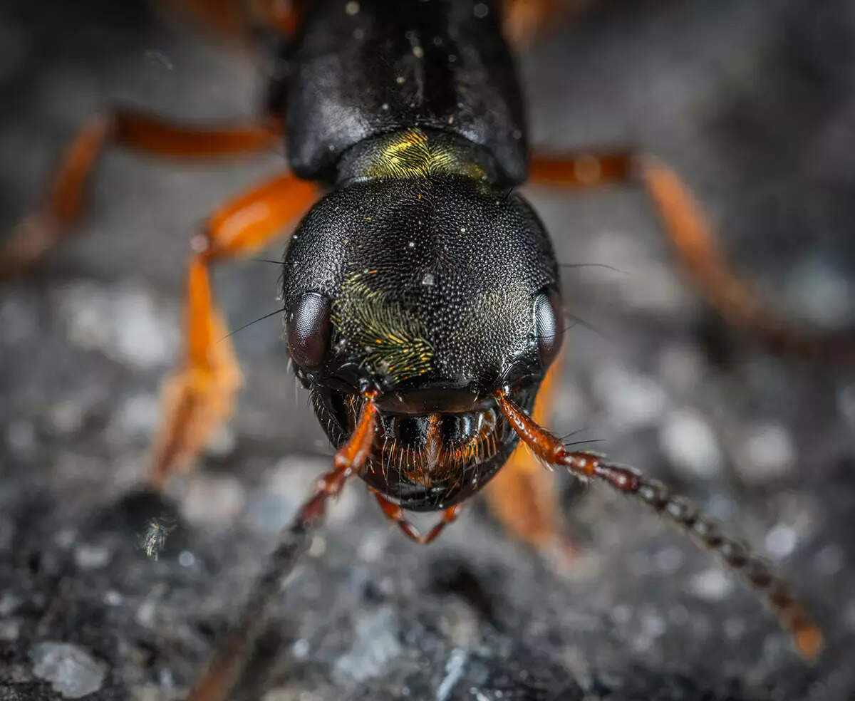 ​Incredible facts about ants you won&rsquo;t believe​