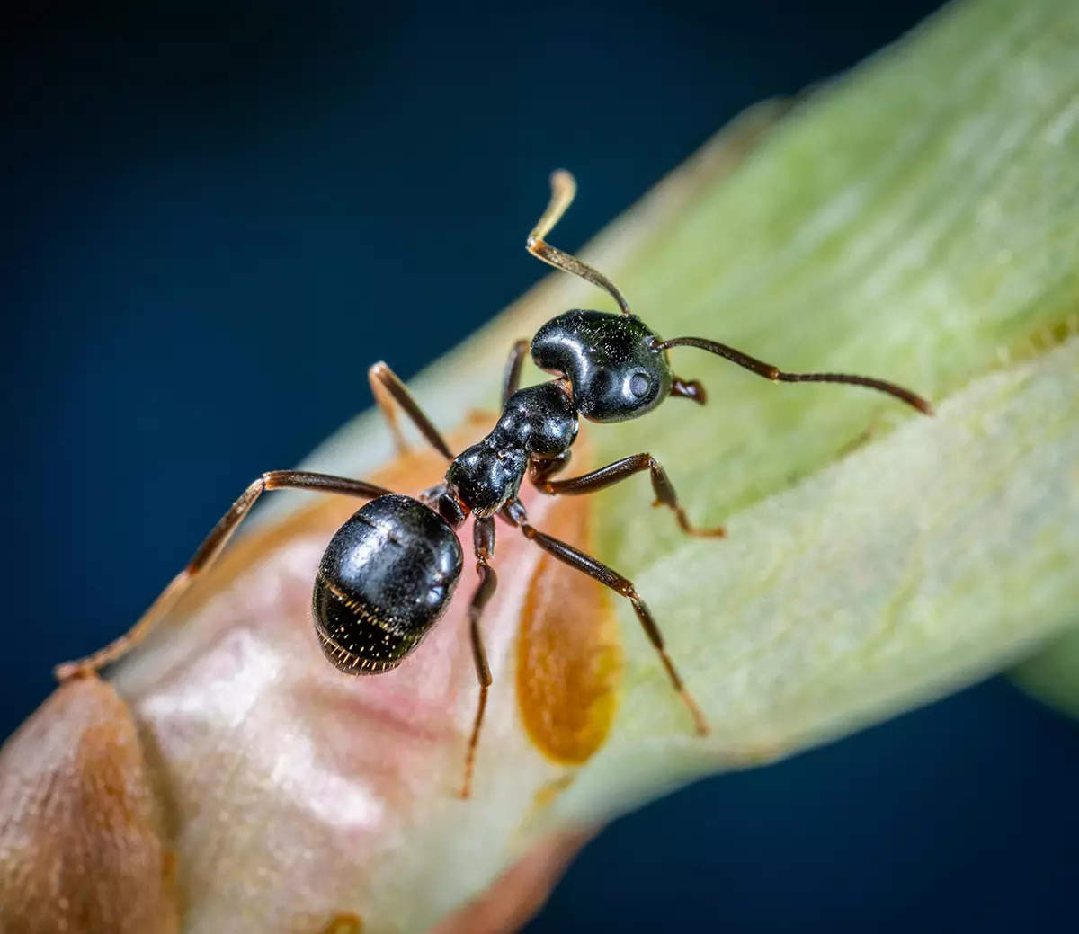 ​Incredible facts about ants you won’t believe​