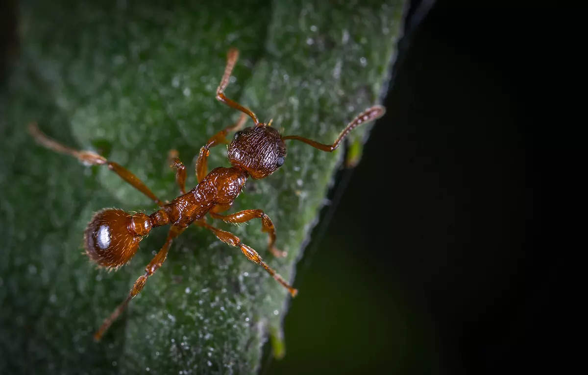 ​Incredible facts about ants you won’t believe​