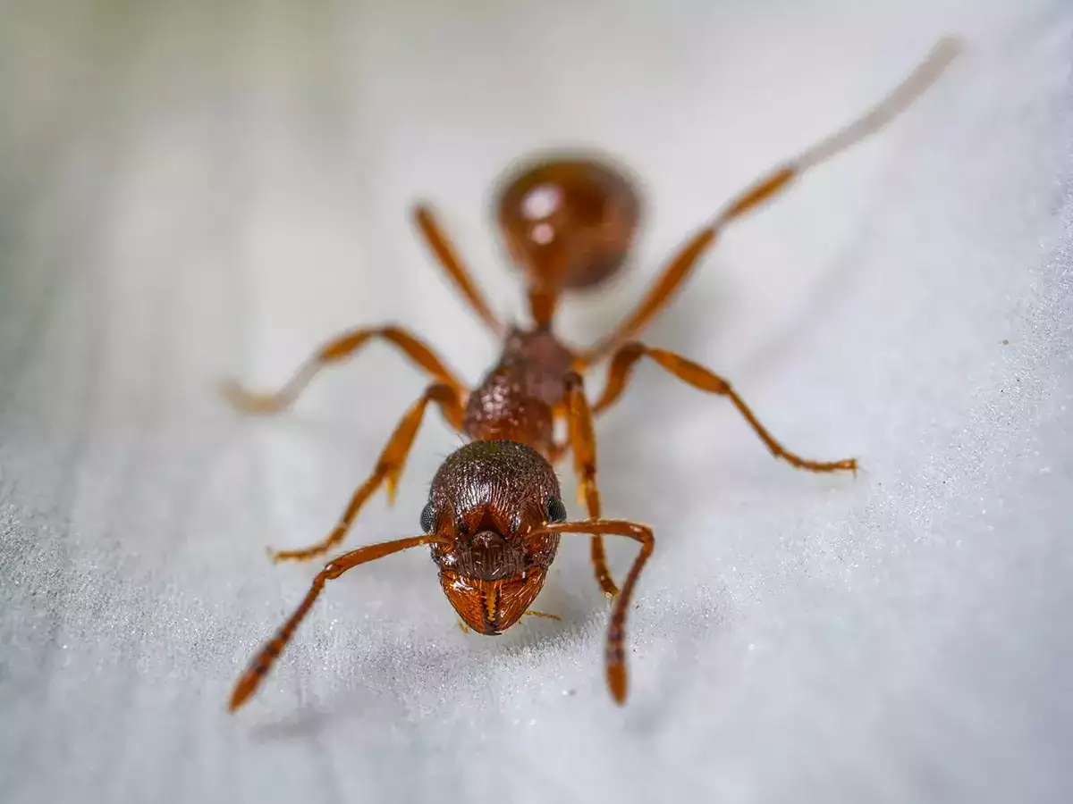 ​Incredible facts about ants you won’t believe​