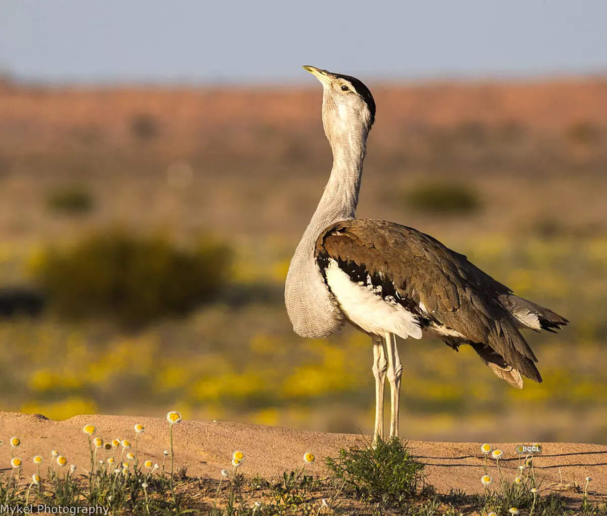 ​Discover the bird with a prehistoric roar​