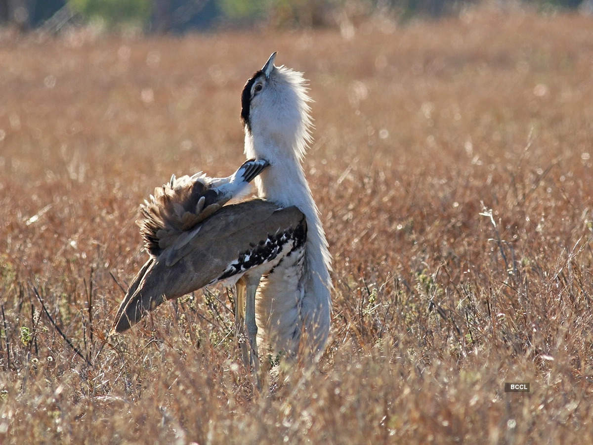 ​Discover the bird with a prehistoric roar​