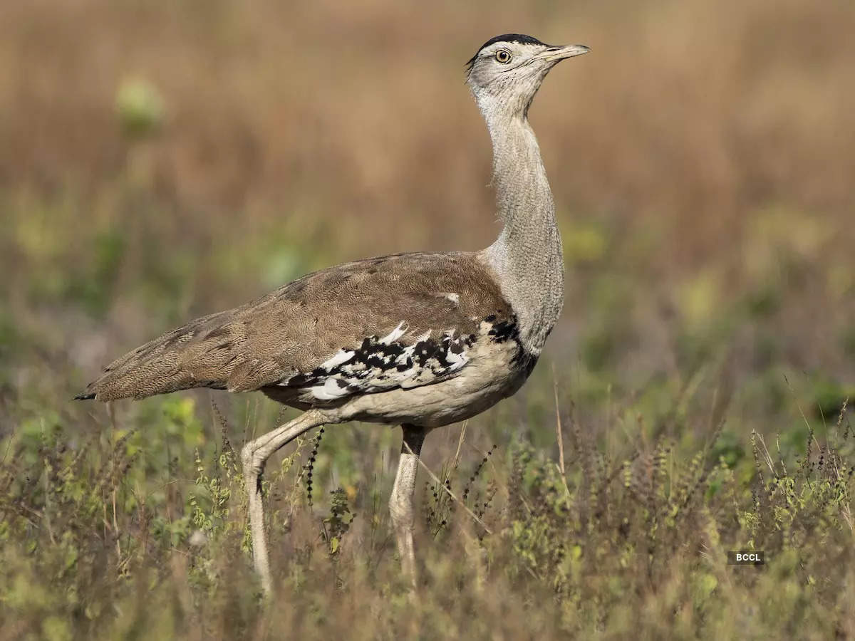 ​Discover the bird with a prehistoric roar​