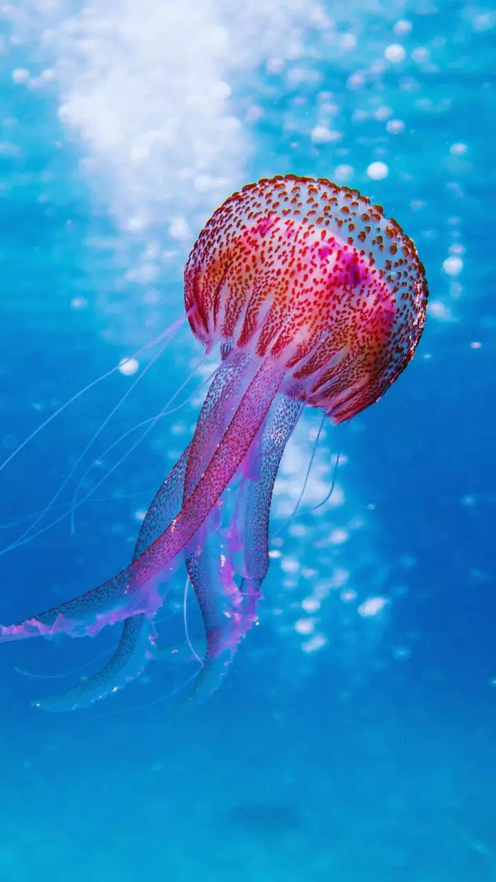 Rarest Marine Animals rarest-marine-animals