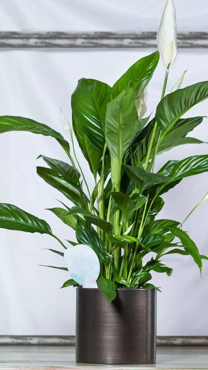 10 indoor plants, and flowers that Indian home gardeners love and recommend  | Times of India