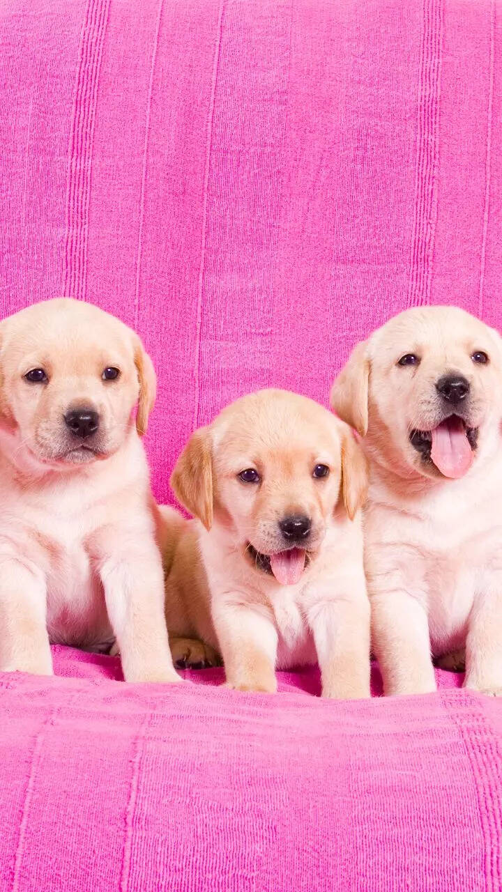 8 cutest puppies that will melt your heart | Times of India
