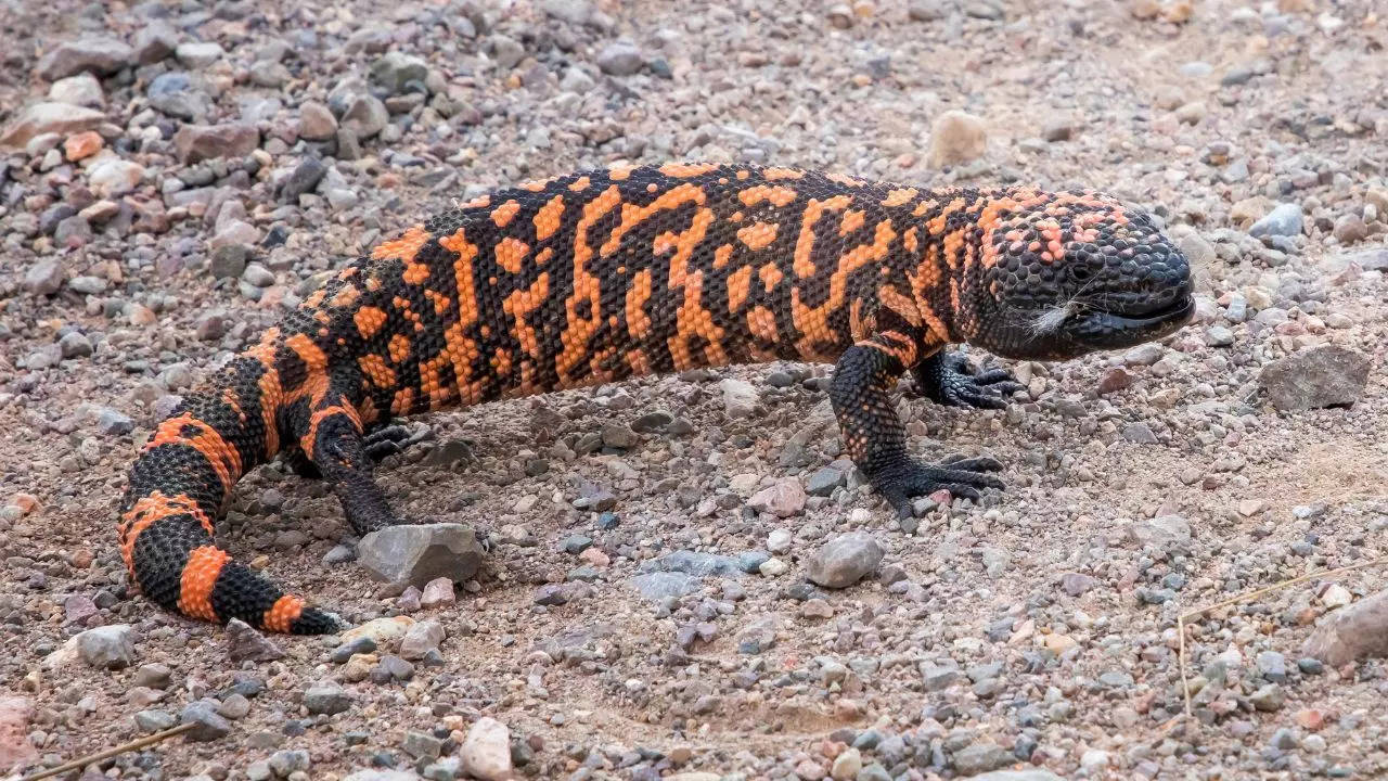 Gila monster: 9 intriguing facts about the world's deadliest lizard ...