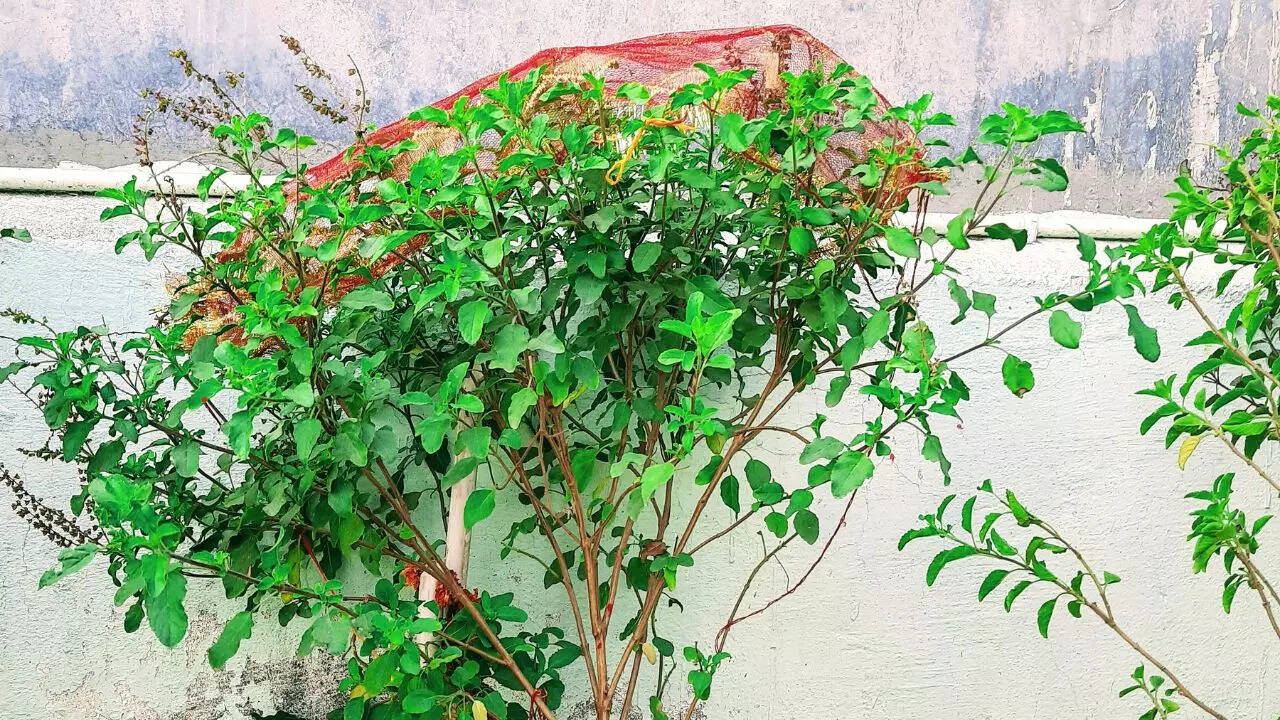 Tulsi Vivah 2024: 6 things to do and remember on Tulsi Vivah 2024