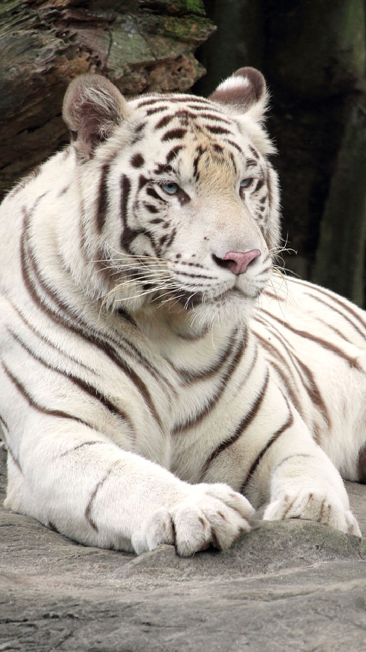 Beautiful Albino Animals Albino Animals From Snowflake The White