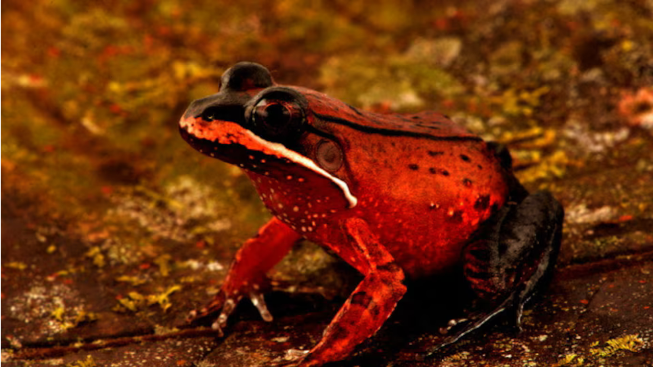 From 'blob-headed fish' to 'white-lipped frog': New species discovered ...