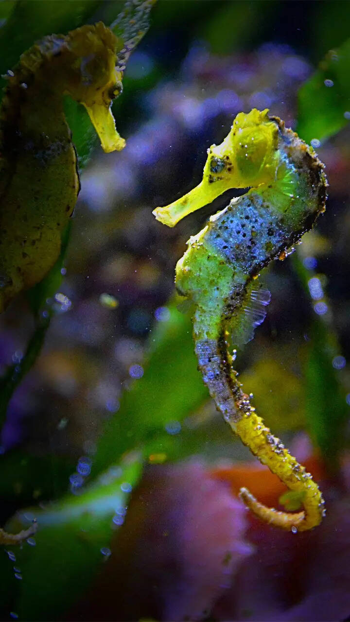 Beautiful Marine Animals Journey Under The Sea With 15 Amazing Photos