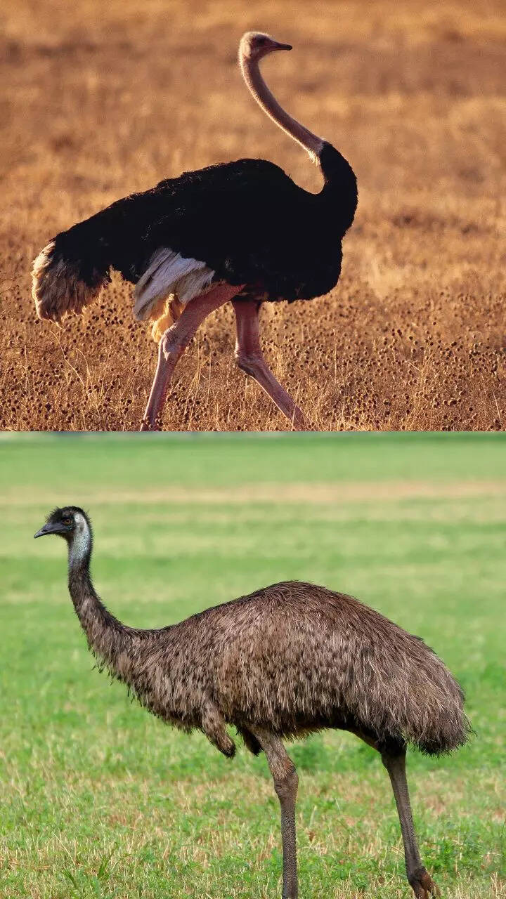 Emu Vs Ostrich Brushed Feathers And Tasty Fruit: Hong Kong Gives First