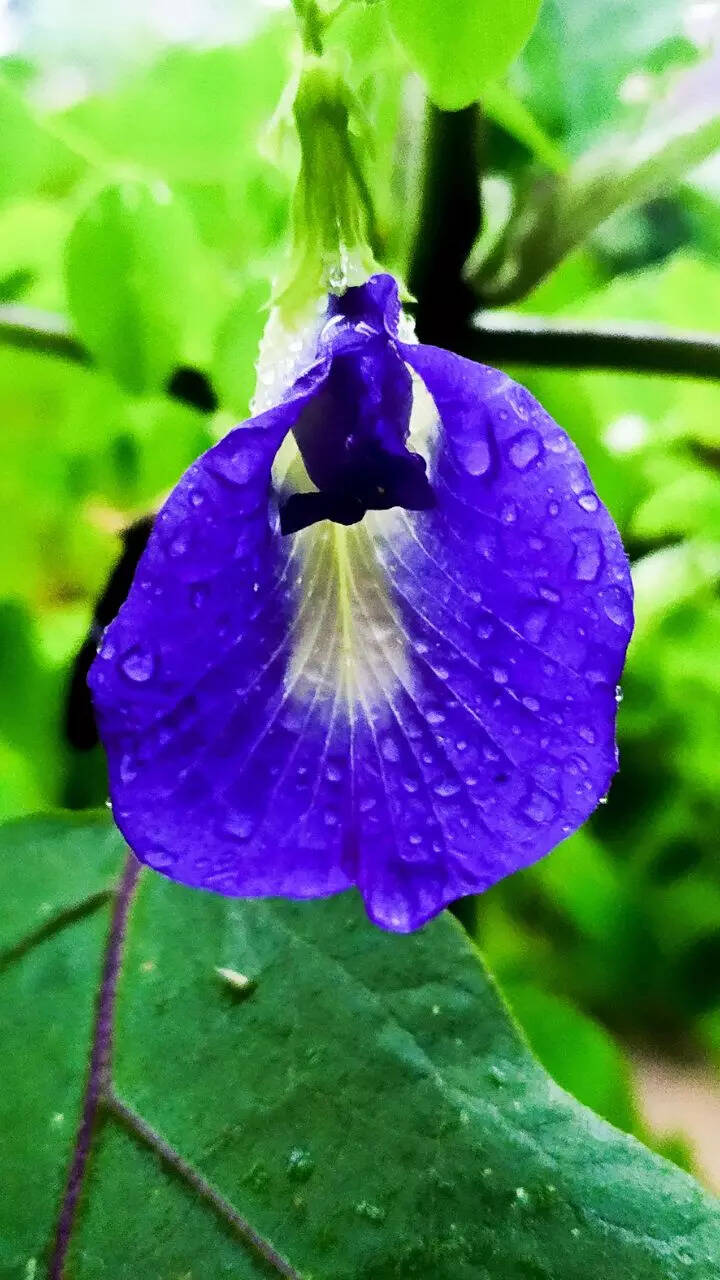 How to grow beautiful Aparajita flowers in the balcony garden | Times of  India