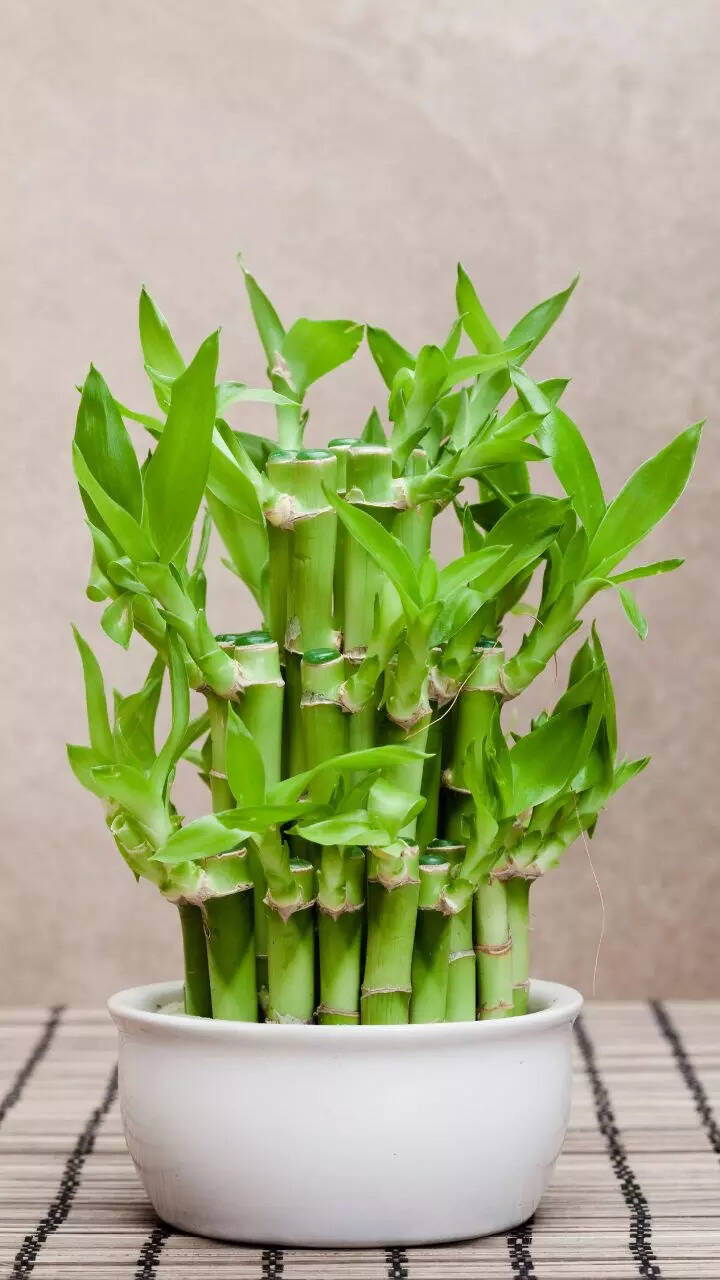 9 plants that are believed to attract money and good luck | Times of India