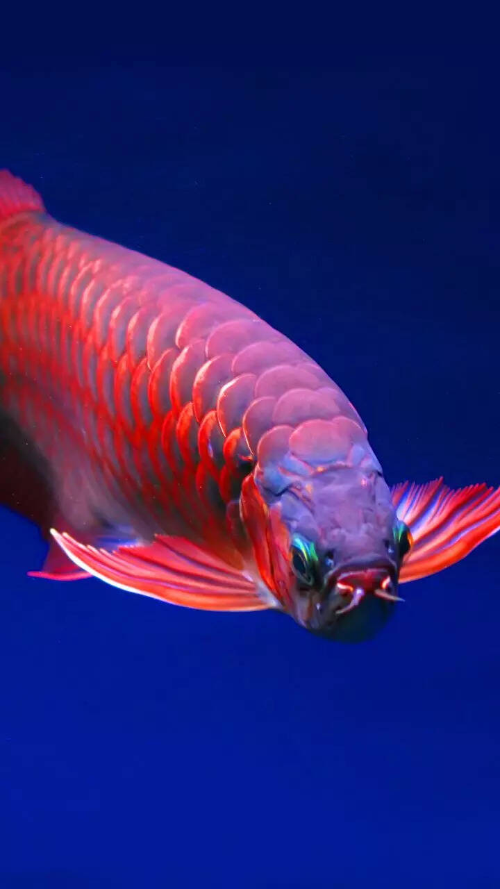 Pretty Large Fish Big Aquarium Fish