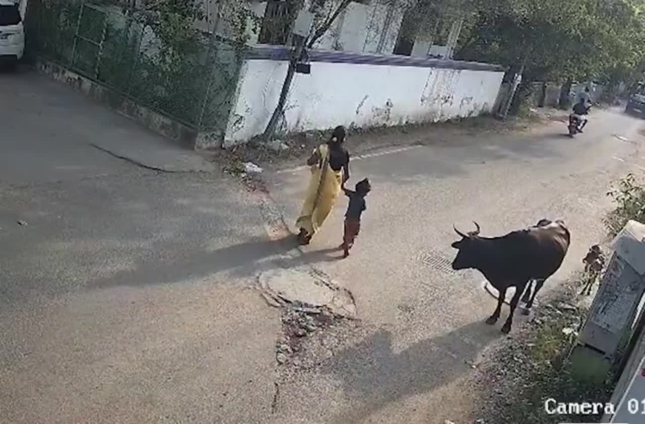 Stray cattle tosses woman protecting child in Korattur